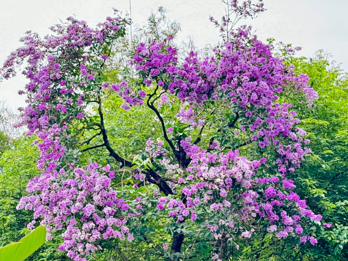 Ha Noi ruc ro mua hoa bang lang tim-Hinh-9