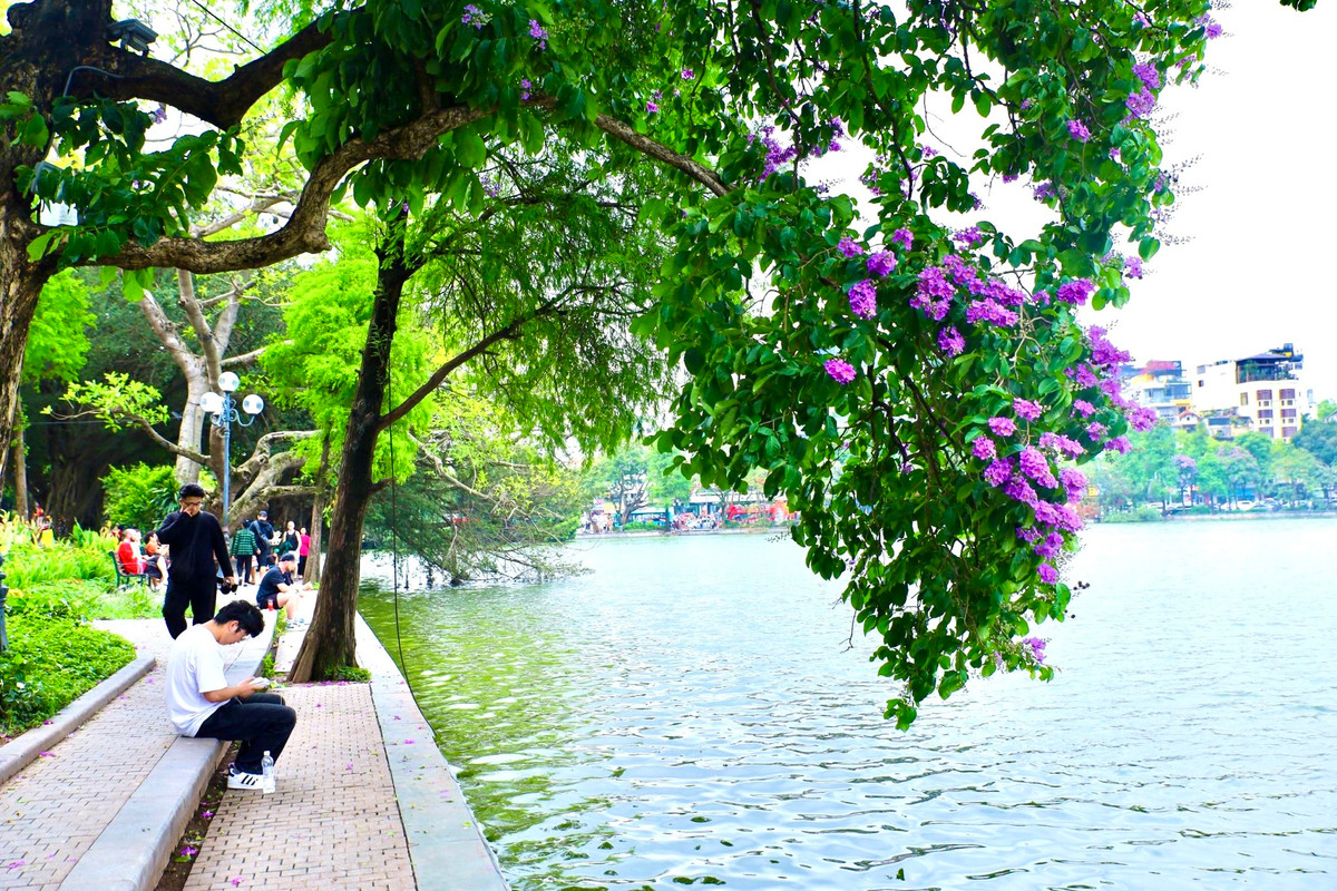 Ha Noi ruc ro mua hoa bang lang tim-Hinh-12