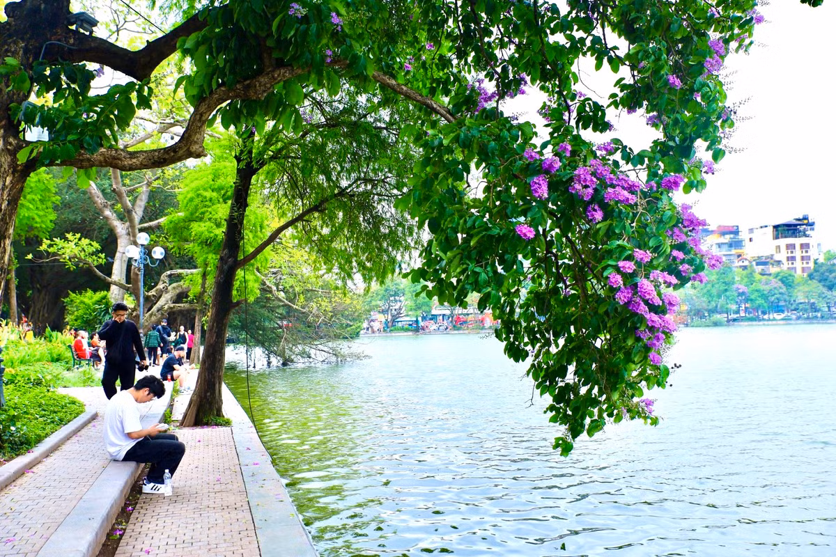 Ha Noi ruc ro mua hoa bang lang tim-Hinh-12