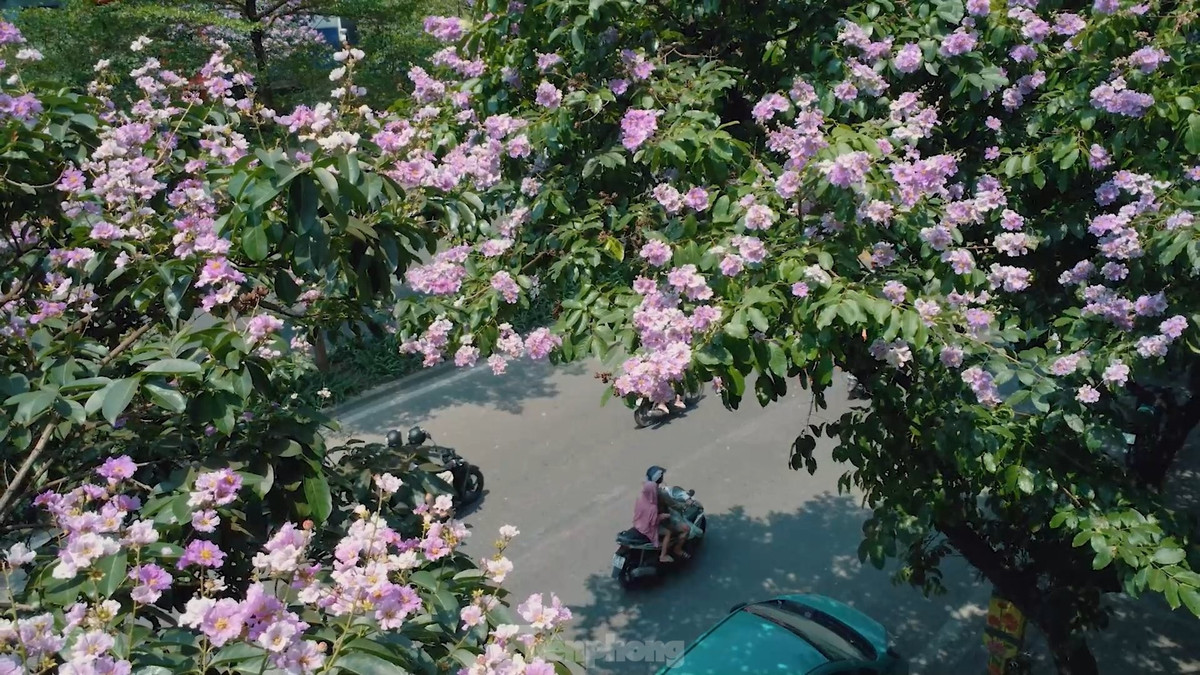 Ha Noi ruc ro mua hoa bang lang tim