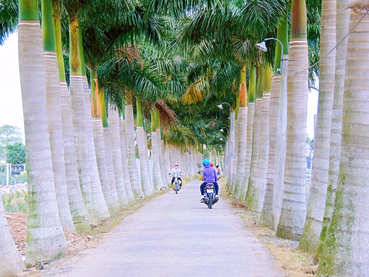 Check-in nhung “Con duong hanh phuc” o Long An-Hinh-2