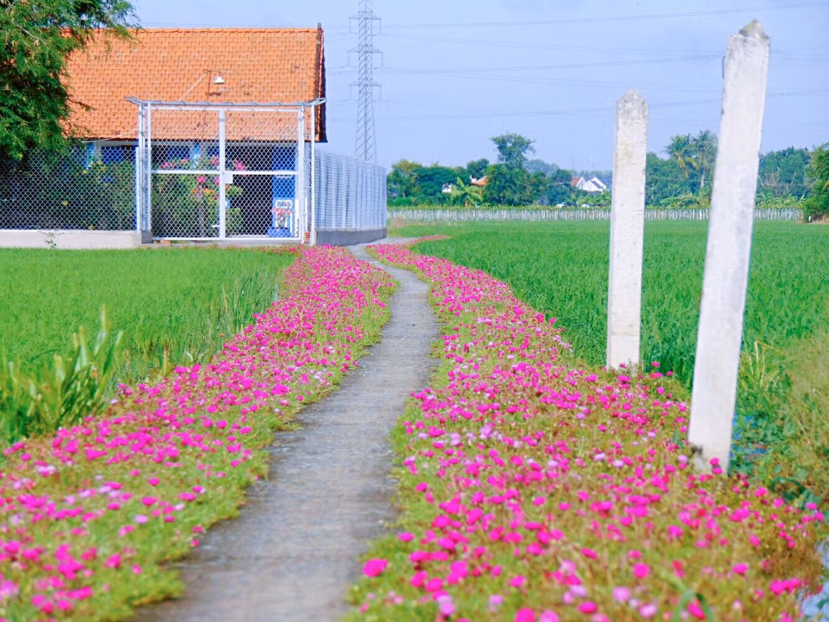 Check-in nhung “Con duong hanh phuc” o Long An