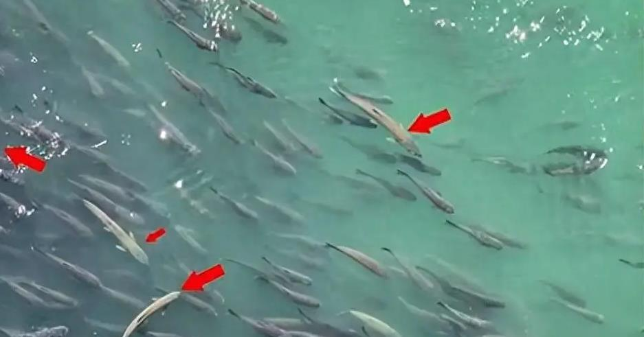 Gap dan ca lon bat ngo, ngu dan khong the danh bat