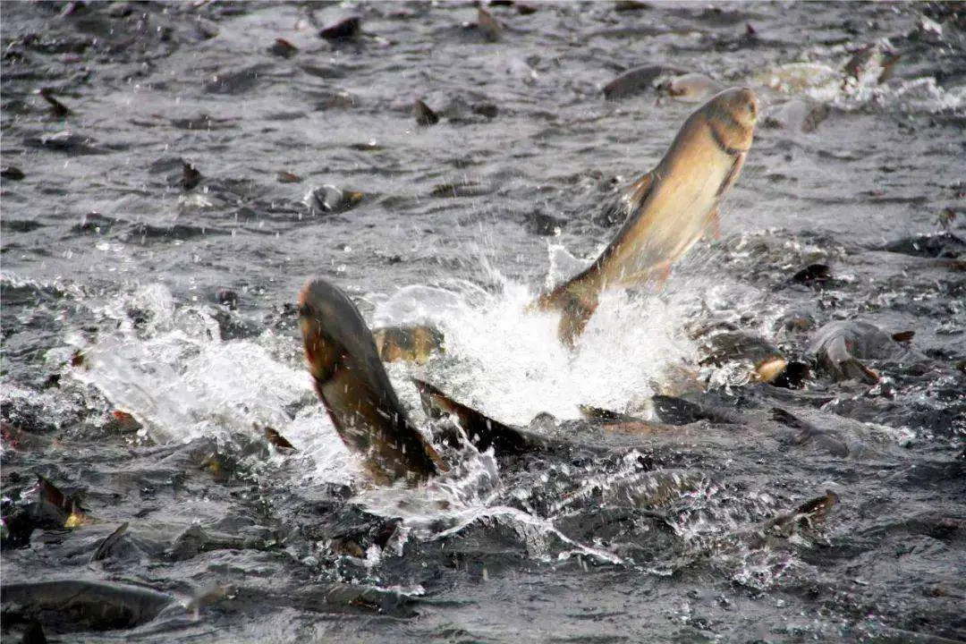 Gap dan ca lon bat ngo, ngu dan khong the danh bat-Hinh-4