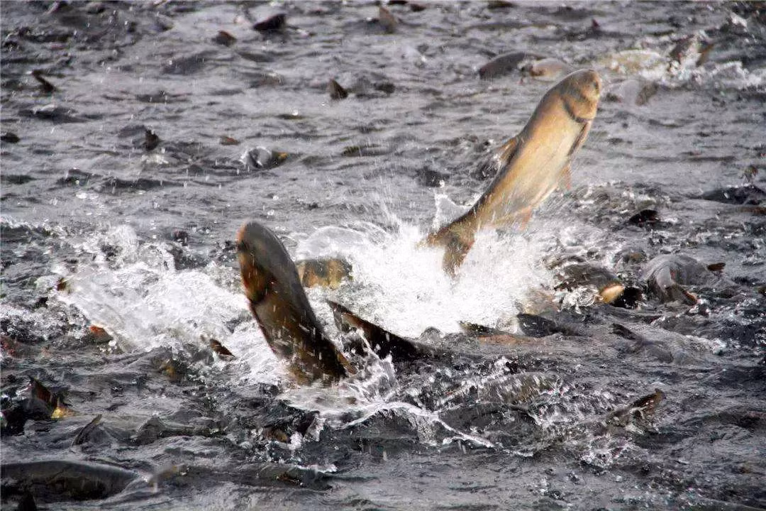 Gap dan ca lon bat ngo, ngu dan khong the danh bat-Hinh-4