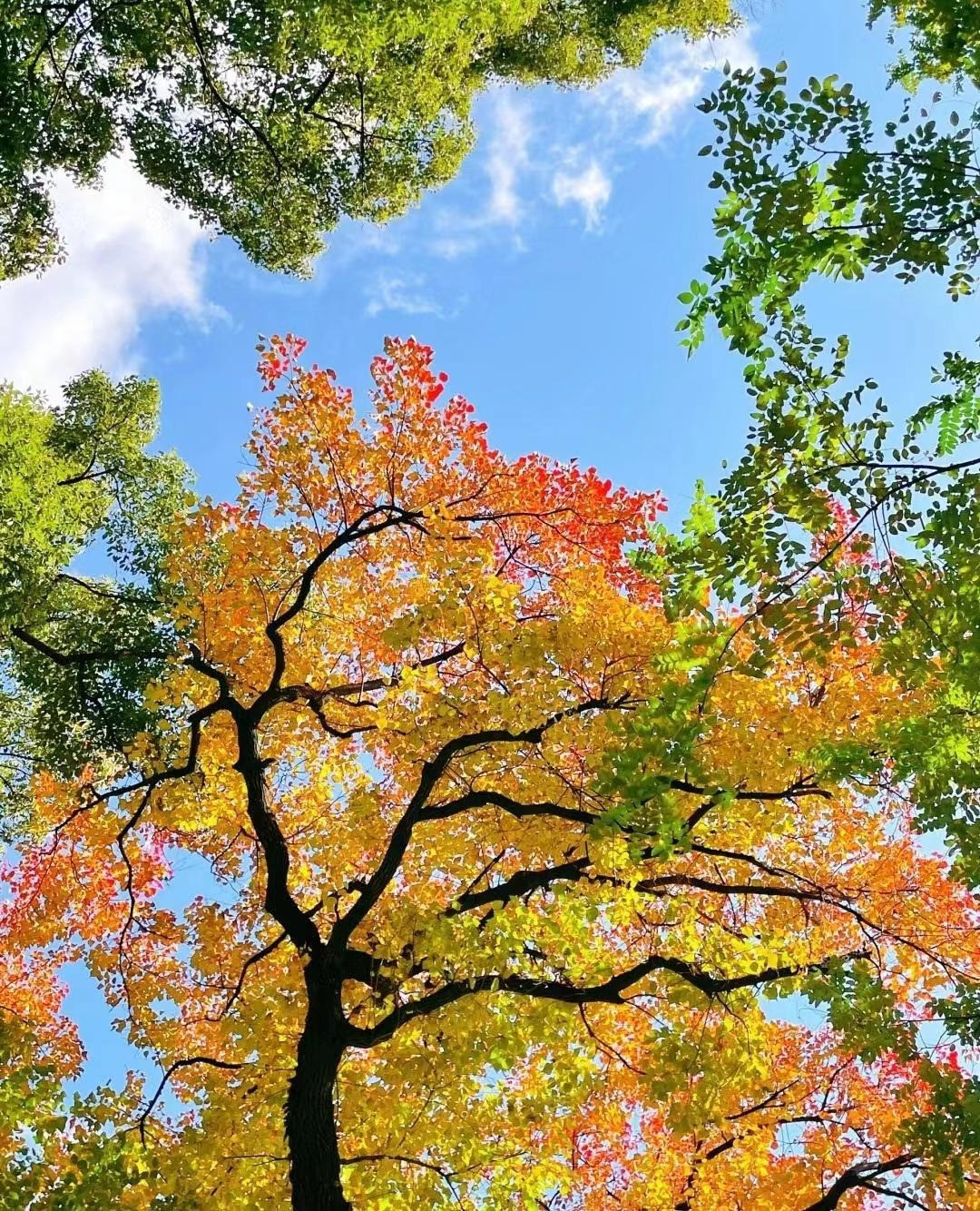 Cay nao mang loc ve nha, cay nao chat ruoc hoa?-Hinh-3