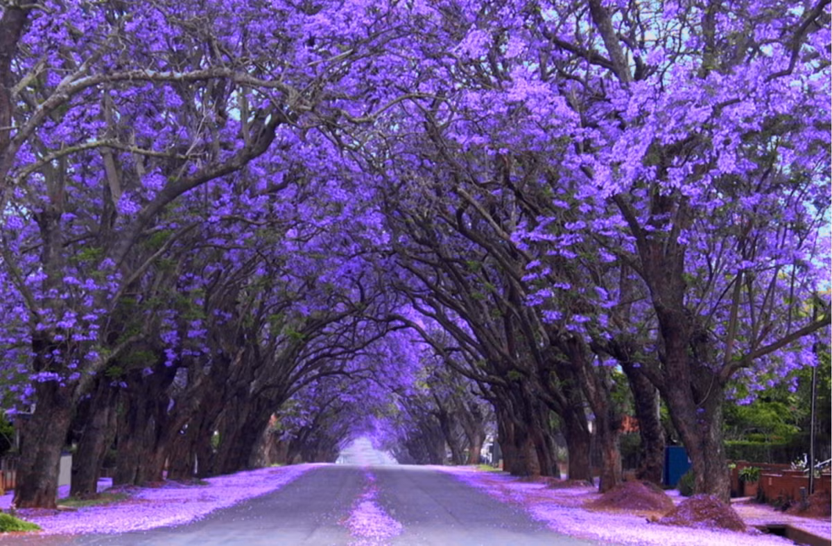 Cay nao mang loc ve nha, cay nao chat ruoc hoa?-Hinh-11