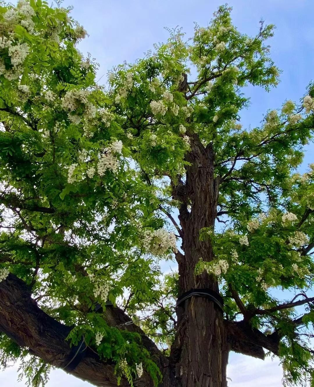 Cay nao mang loc ve nha, cay nao chat ruoc hoa?-Hinh-13