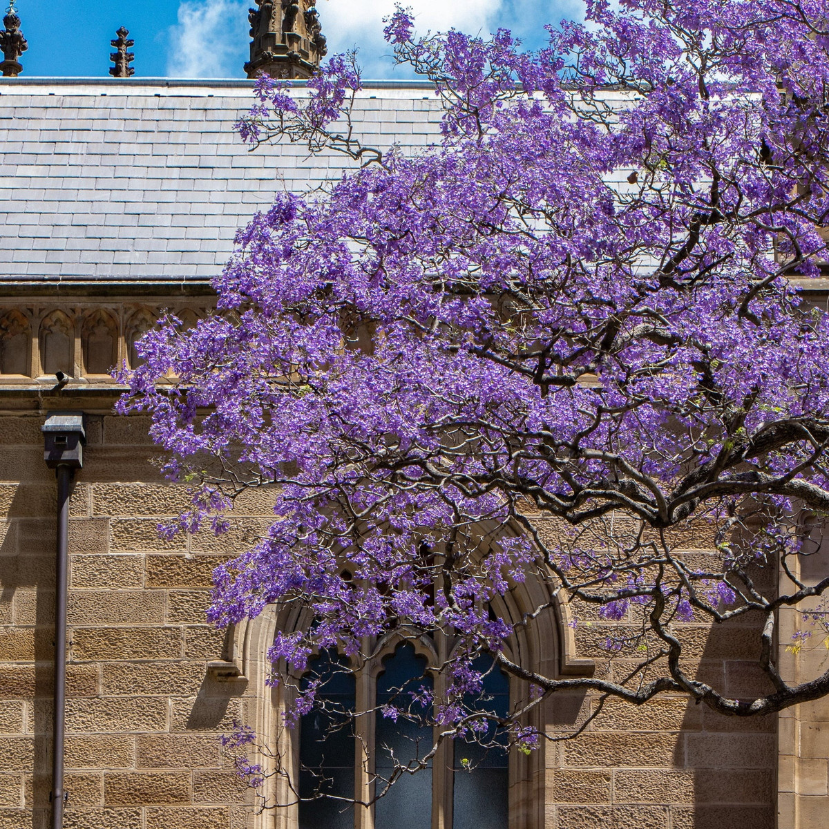 Cay nao mang loc ve nha, cay nao chat ruoc hoa?-Hinh-12