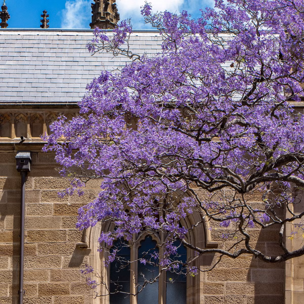 Cay nao mang loc ve nha, cay nao chat ruoc hoa?-Hinh-12