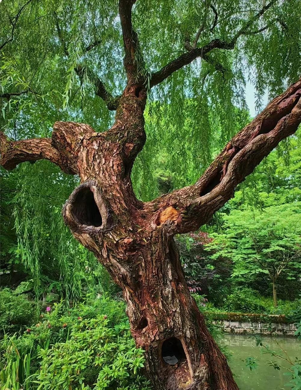 Cay nao mang loc ve nha, cay nao chat ruoc hoa?-Hinh-15