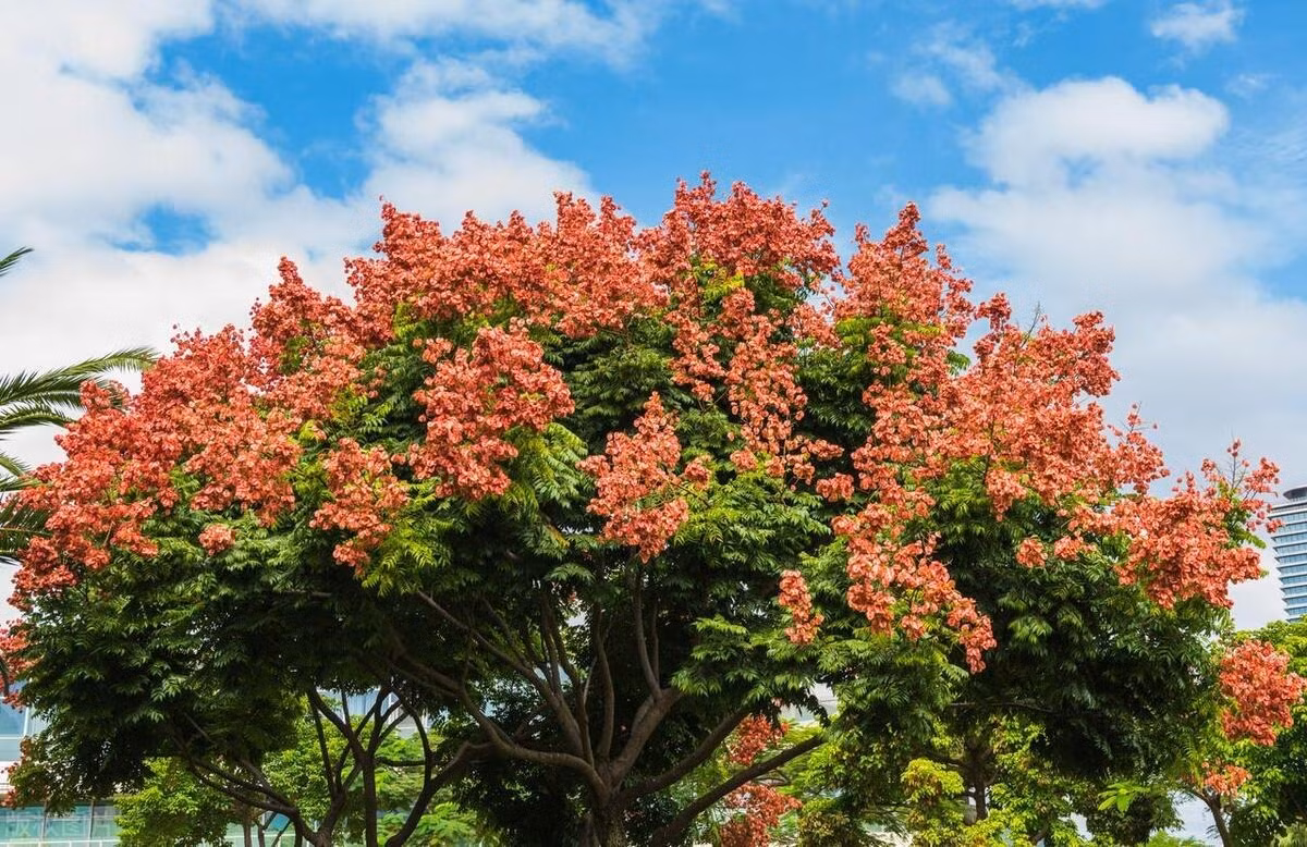 Cay nao mang loc ve nha, cay nao chat ruoc hoa?-Hinh-6