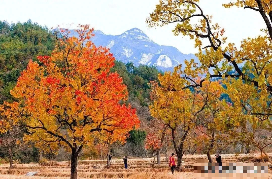 Cay nao mang loc ve nha, cay nao chat ruoc hoa?-Hinh-4