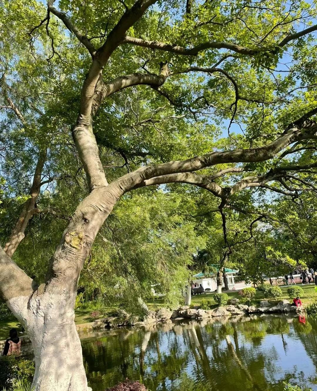 Cay nao mang loc ve nha, cay nao chat ruoc hoa?-Hinh-14