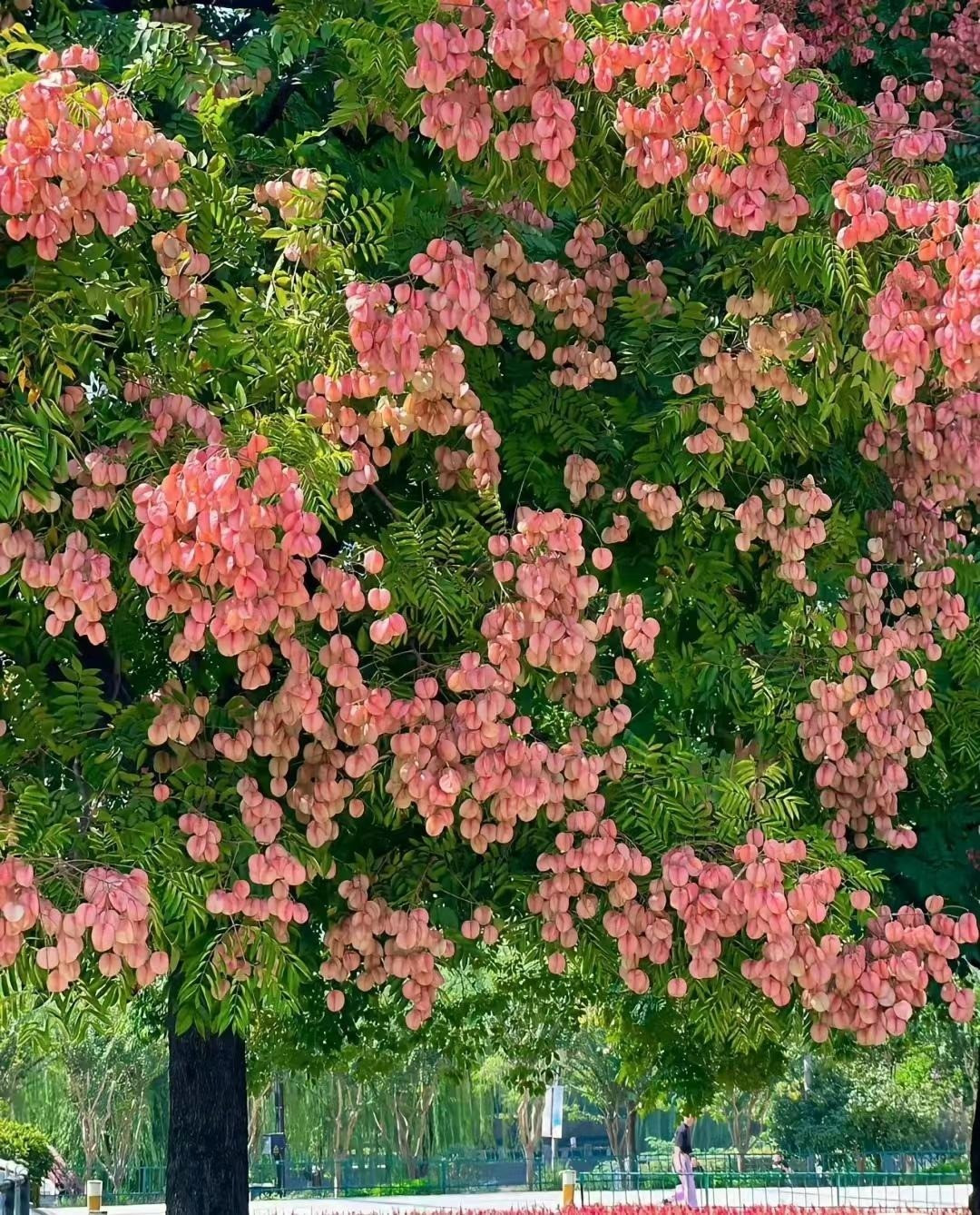 Cay nao mang loc ve nha, cay nao chat ruoc hoa?-Hinh-7