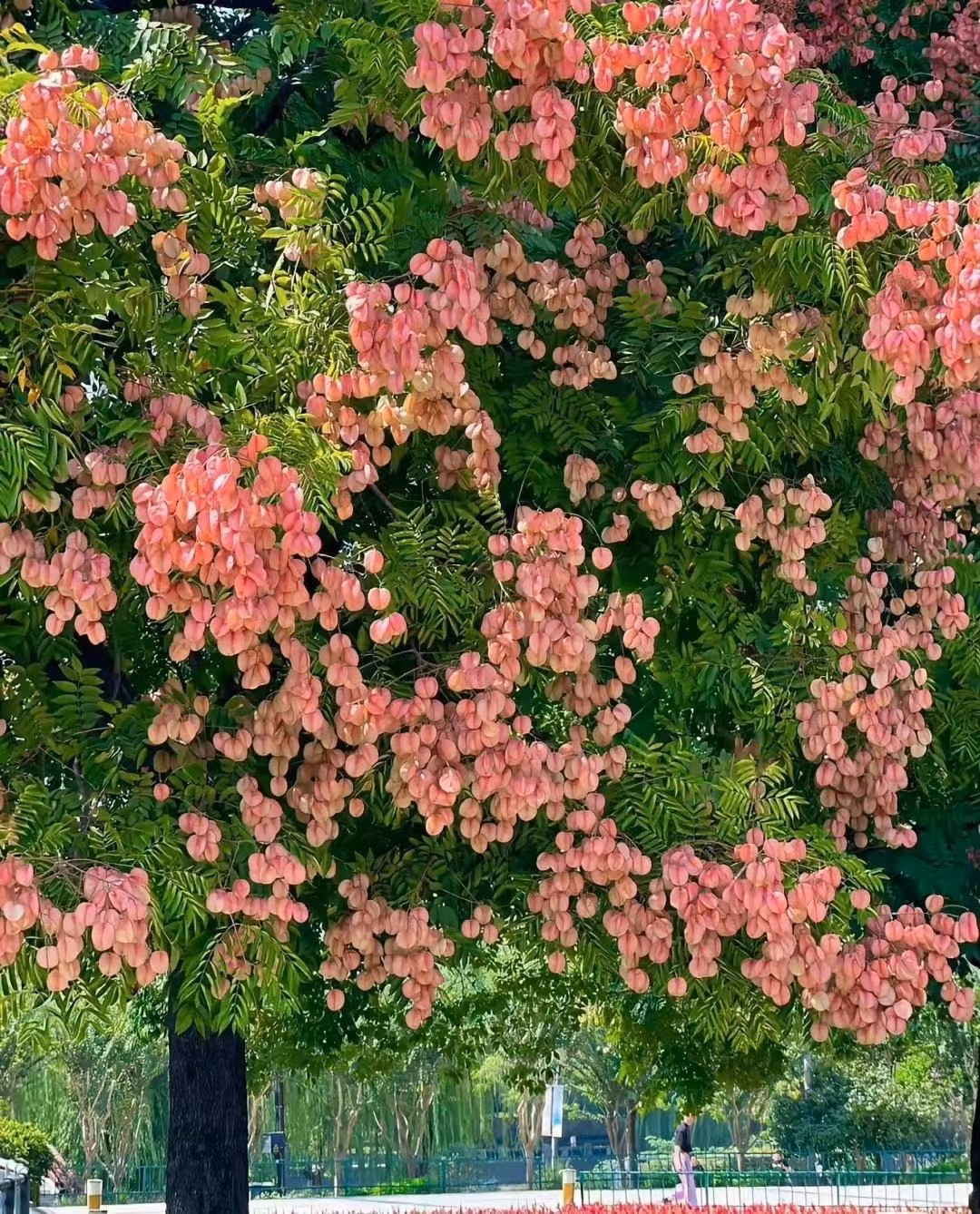 Cay nao mang loc ve nha, cay nao chat ruoc hoa?-Hinh-7