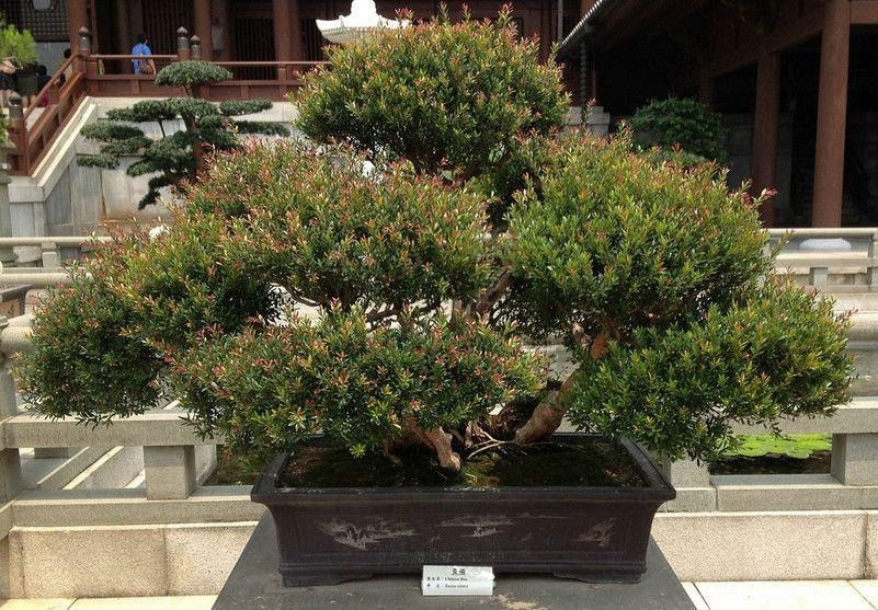 Cay nao mang loc ve nha, cay nao chat ruoc hoa?-Hinh-8