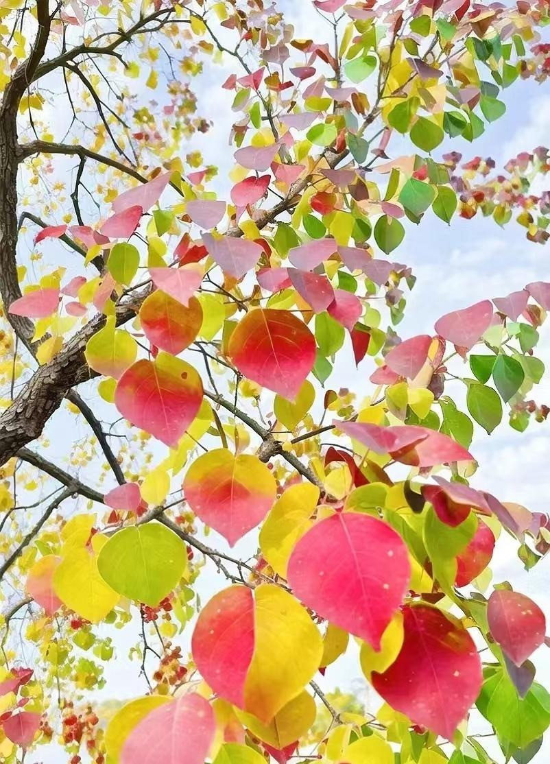 Cay nao mang loc ve nha, cay nao chat ruoc hoa?-Hinh-2