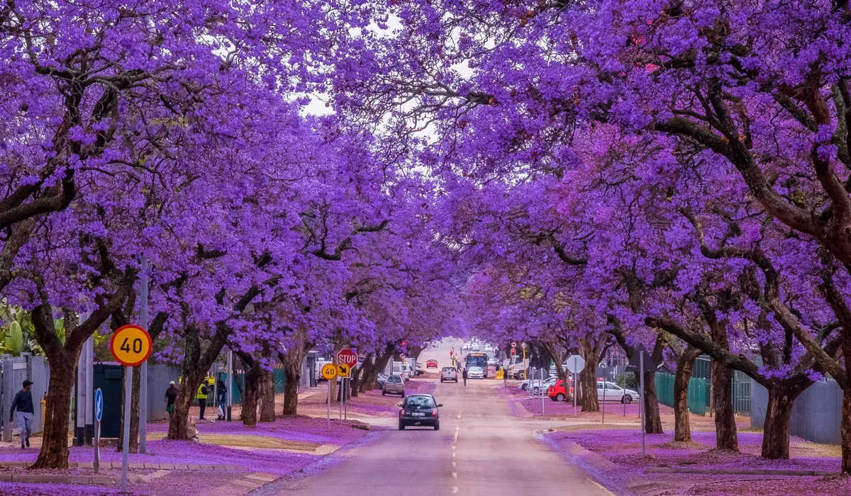 Cay nao mang loc ve nha, cay nao chat ruoc hoa?-Hinh-10