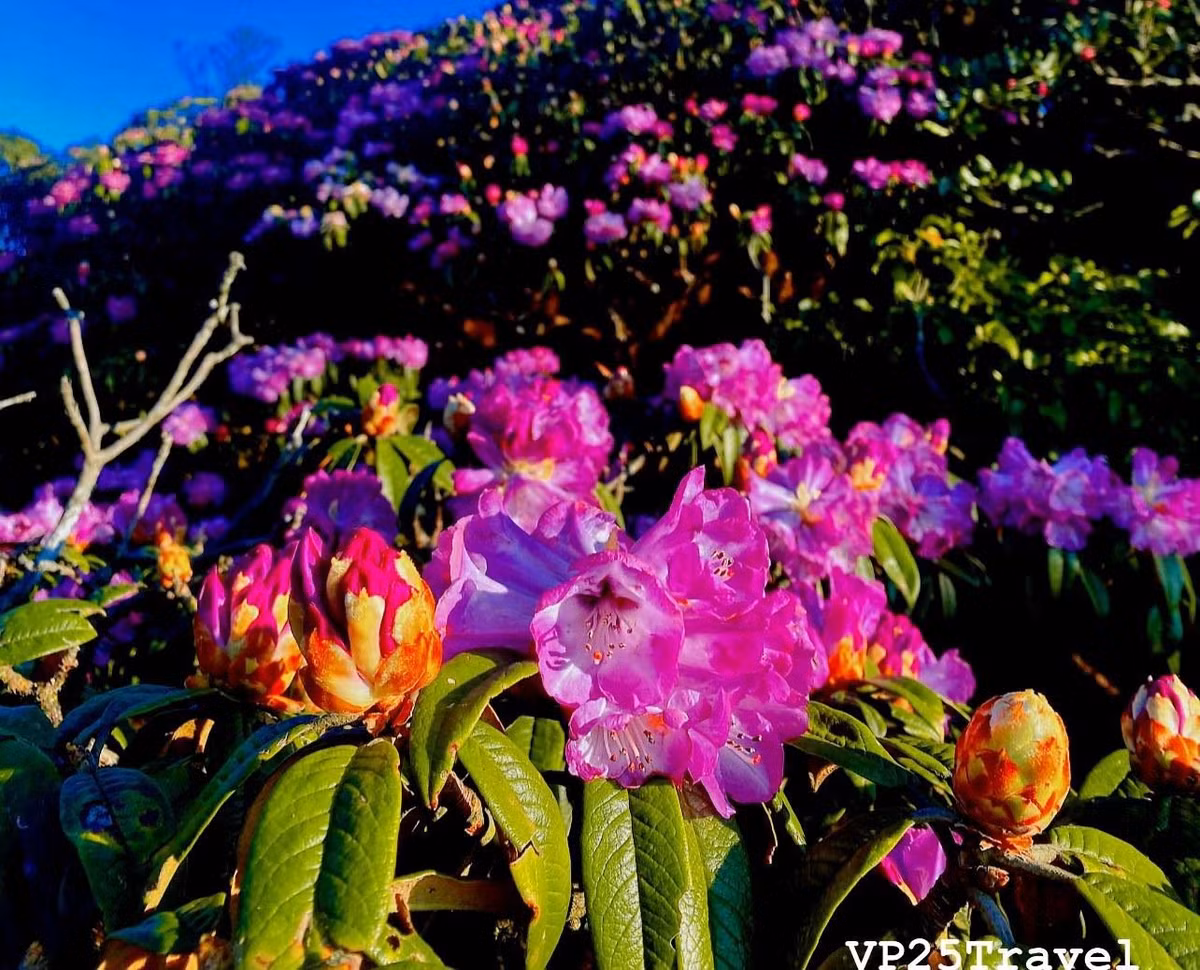 Giua nui rung Putaleng, Do quyen khoe sac-Hinh-2