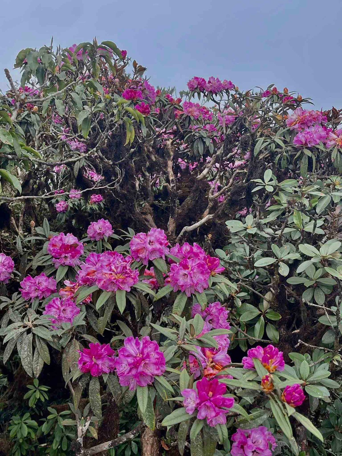 Giua nui rung Putaleng, Do quyen khoe sac-Hinh-8