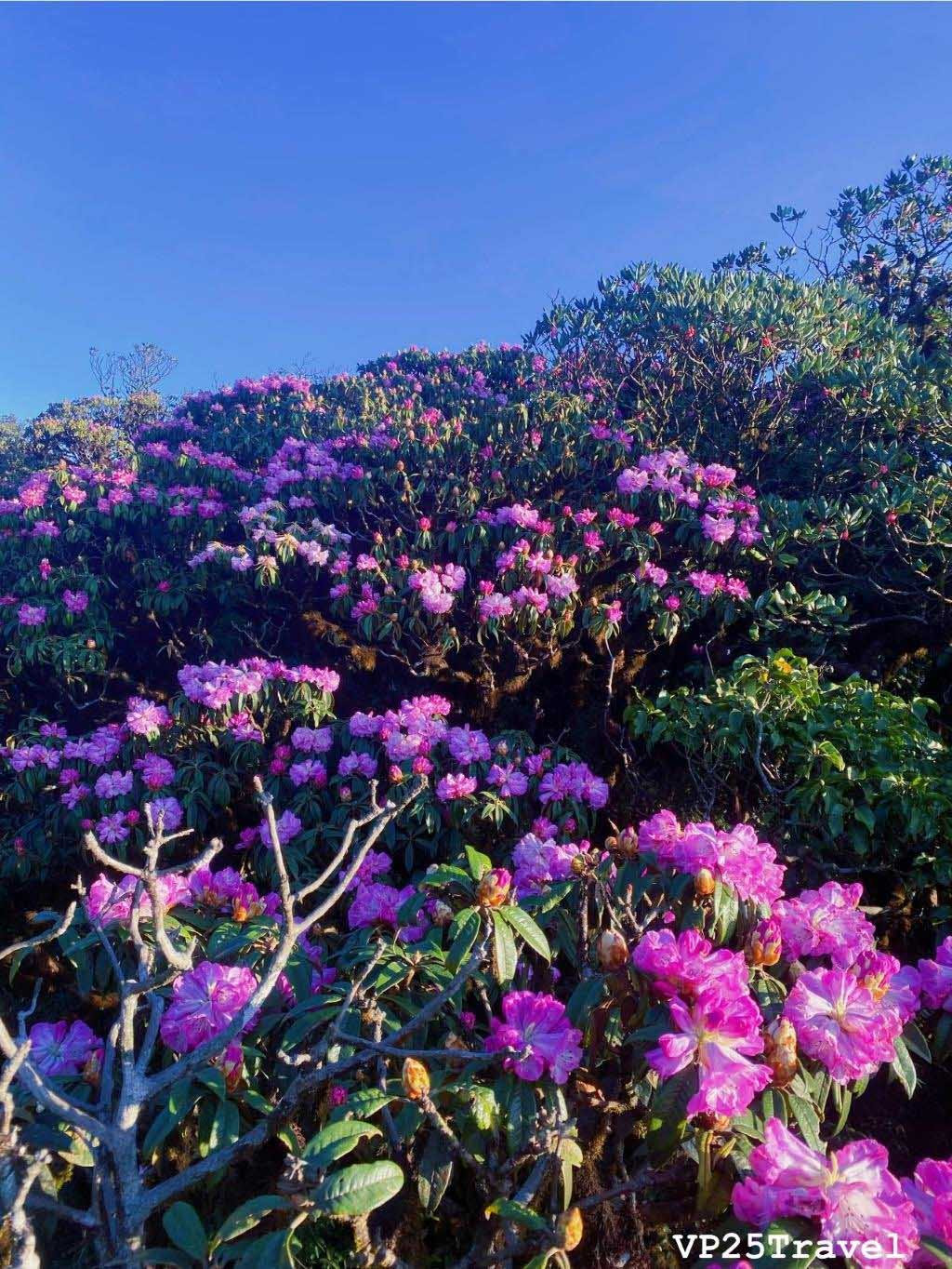 Giua nui rung Putaleng, Do quyen khoe sac-Hinh-3