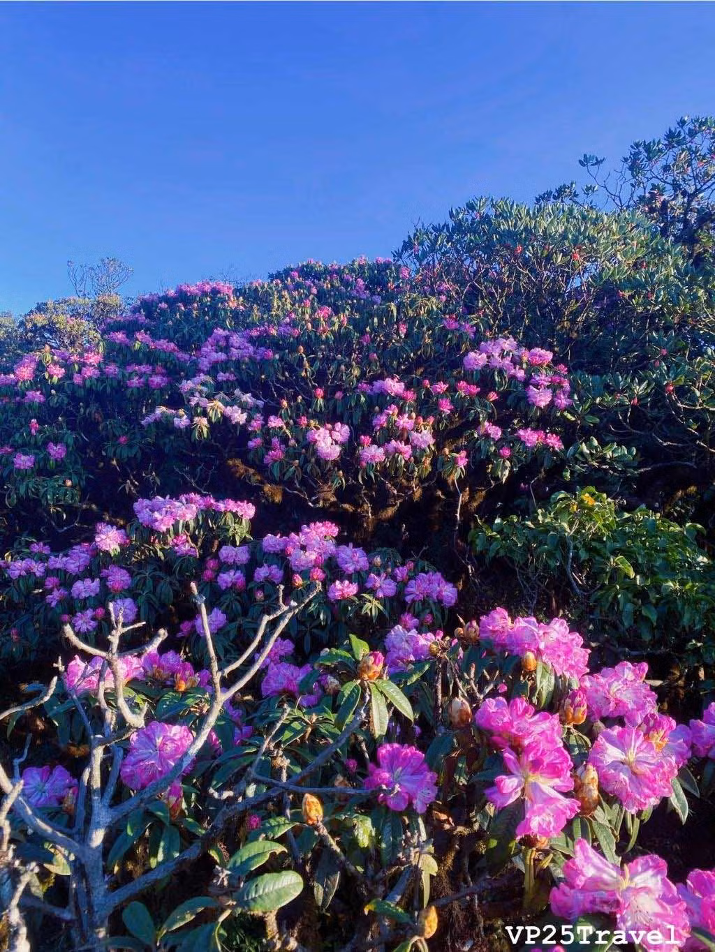 Giua nui rung Putaleng, Do quyen khoe sac-Hinh-3