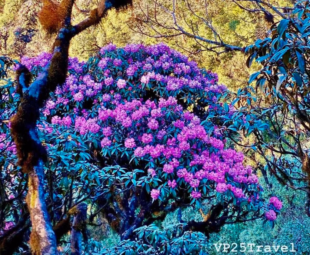 Giua nui rung Putaleng, Do quyen khoe sac-Hinh-6