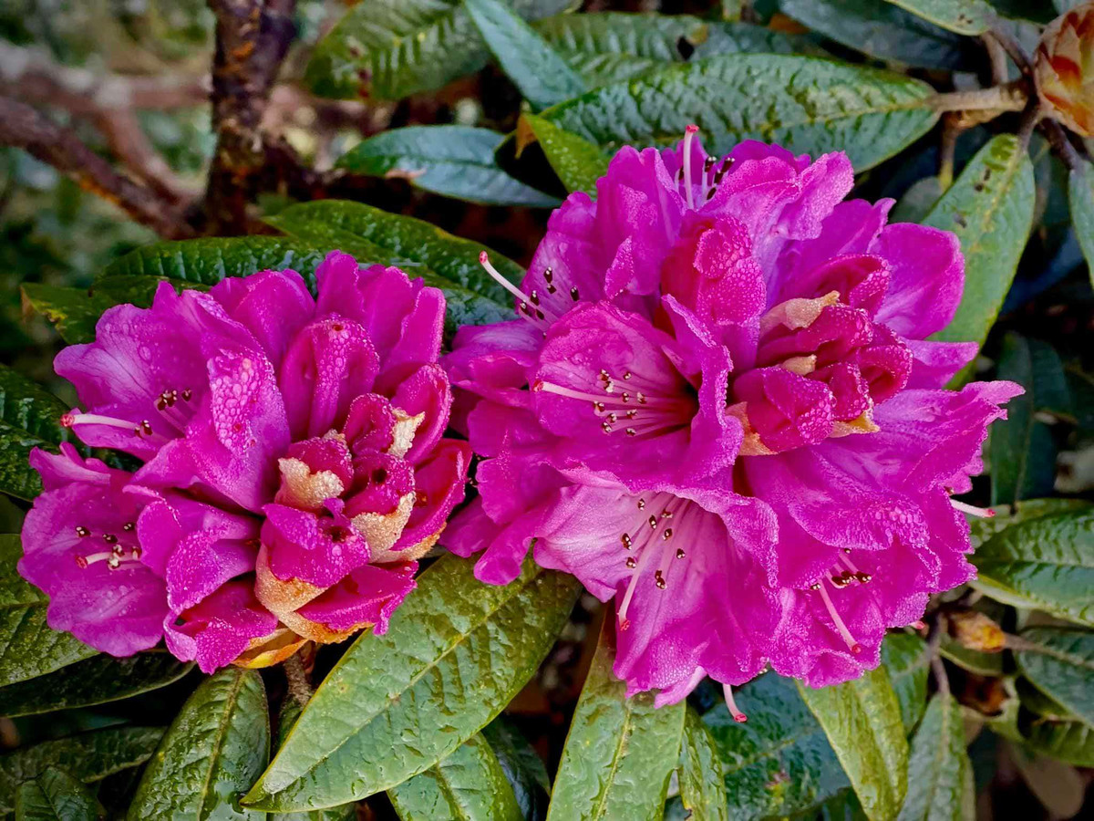 Giua nui rung Putaleng, Do quyen khoe sac-Hinh-4