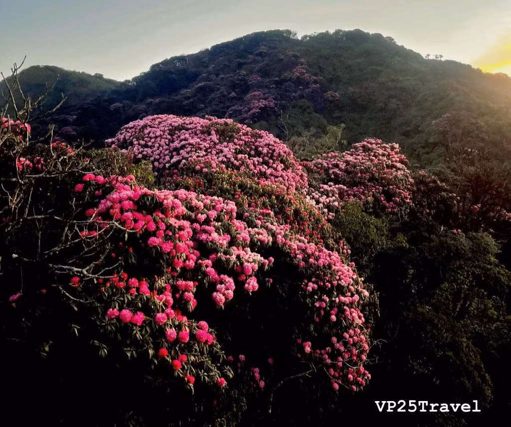 Giua nui rung Putaleng, Do quyen khoe sac