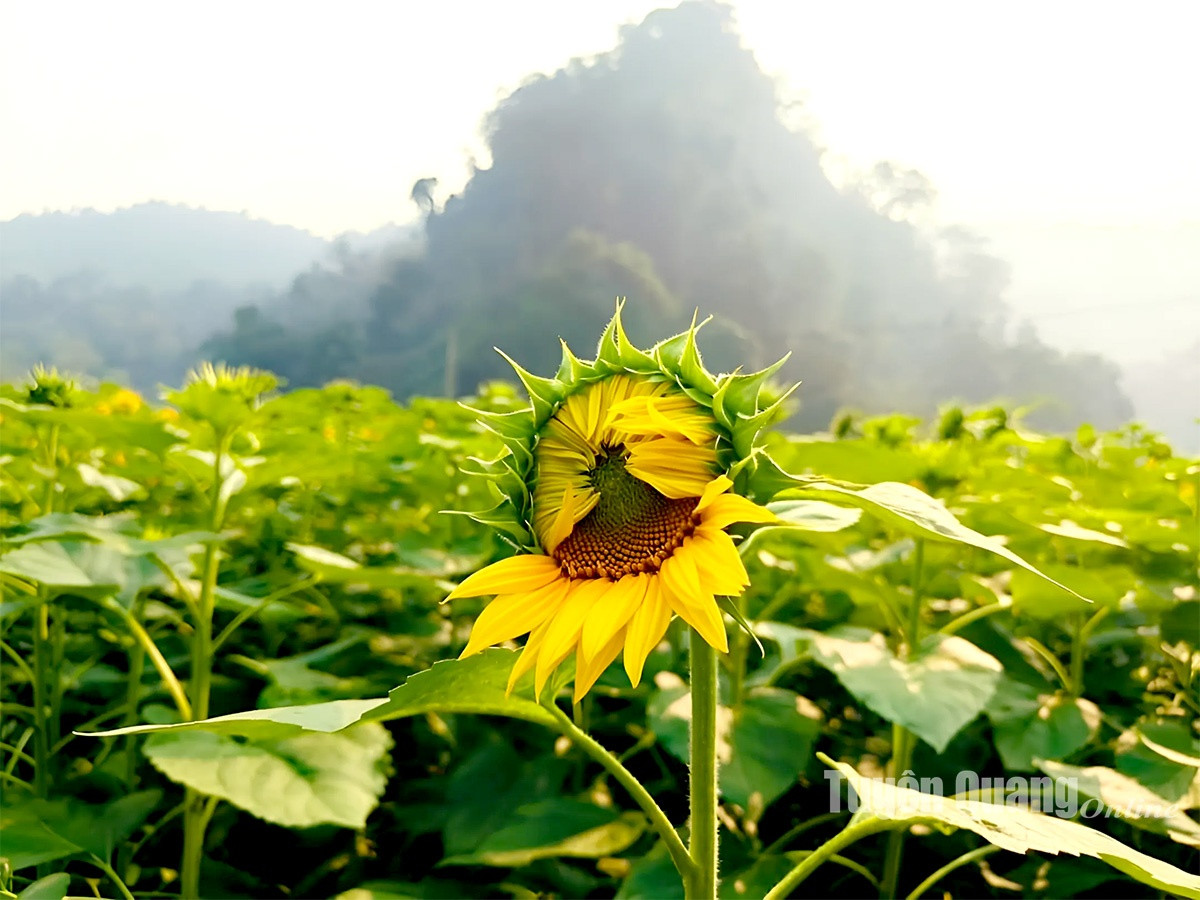Na Hang: No ro mua huong duong tai Ban Bung, xa Thanh Tuong-Hinh-5