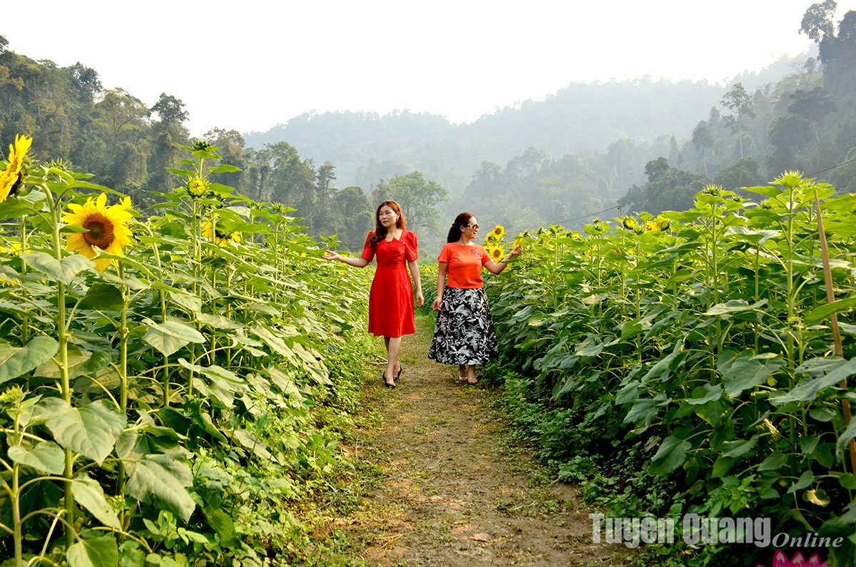 Na Hang: No ro mua huong duong tai Ban Bung, xa Thanh Tuong-Hinh-6