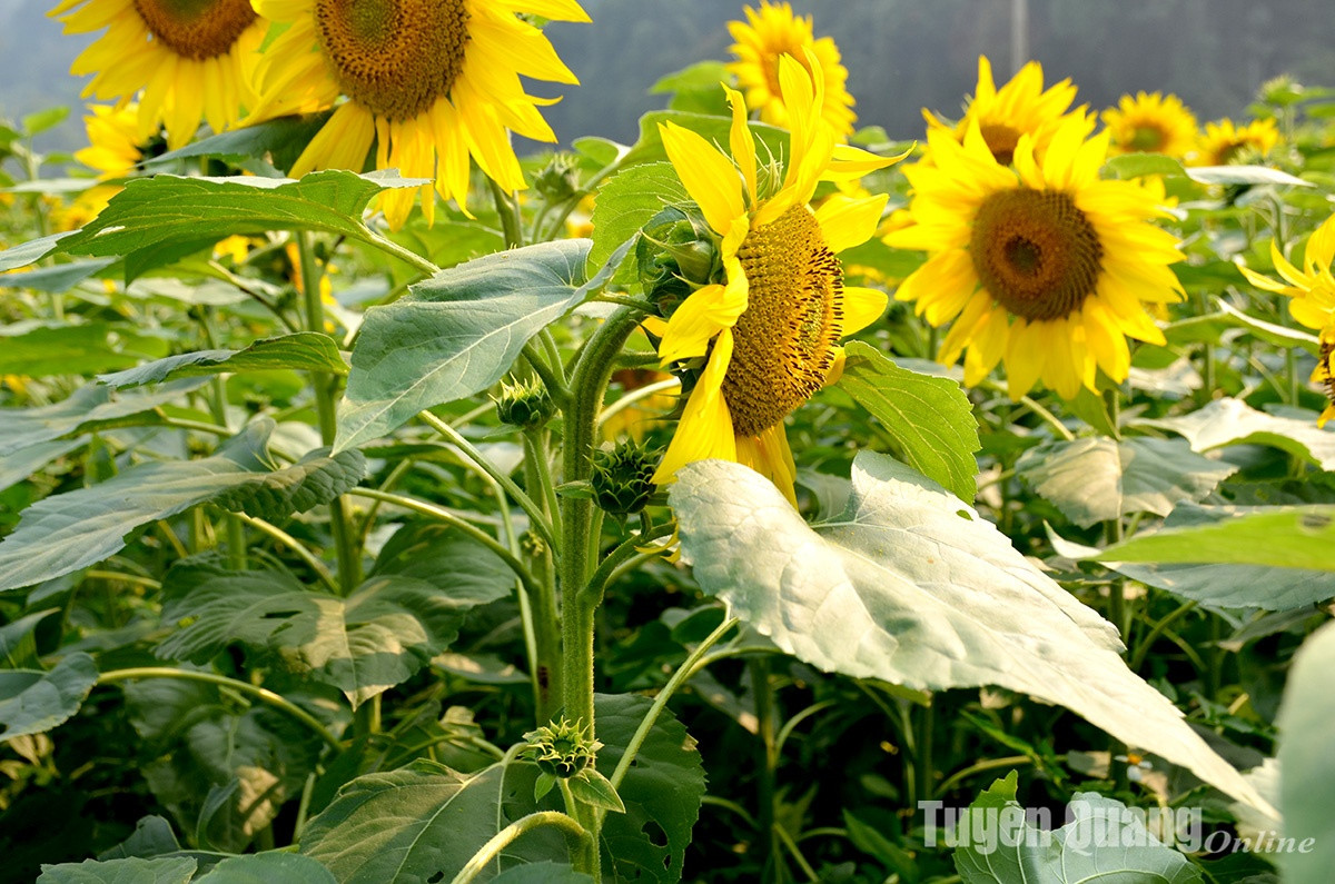 Na Hang: No ro mua huong duong tai Ban Bung, xa Thanh Tuong-Hinh-7