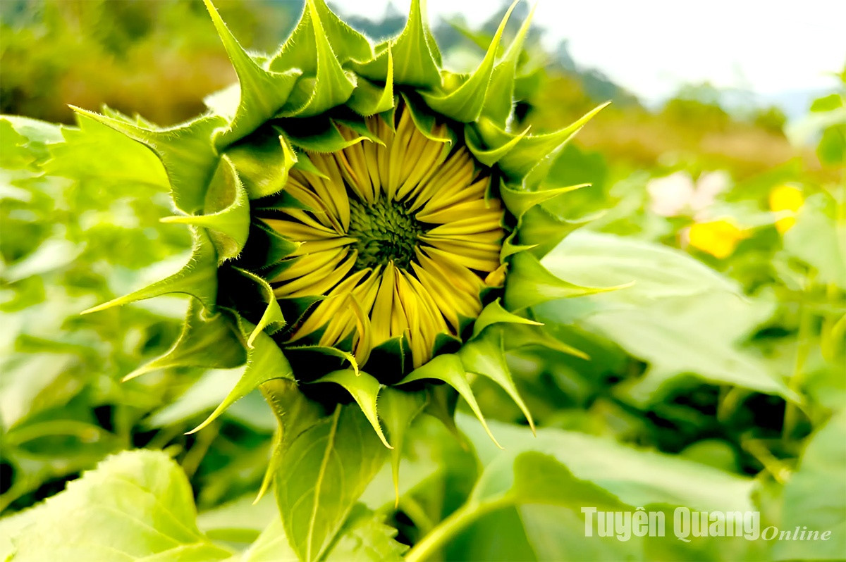 Na Hang: No ro mua huong duong tai Ban Bung, xa Thanh Tuong-Hinh-4