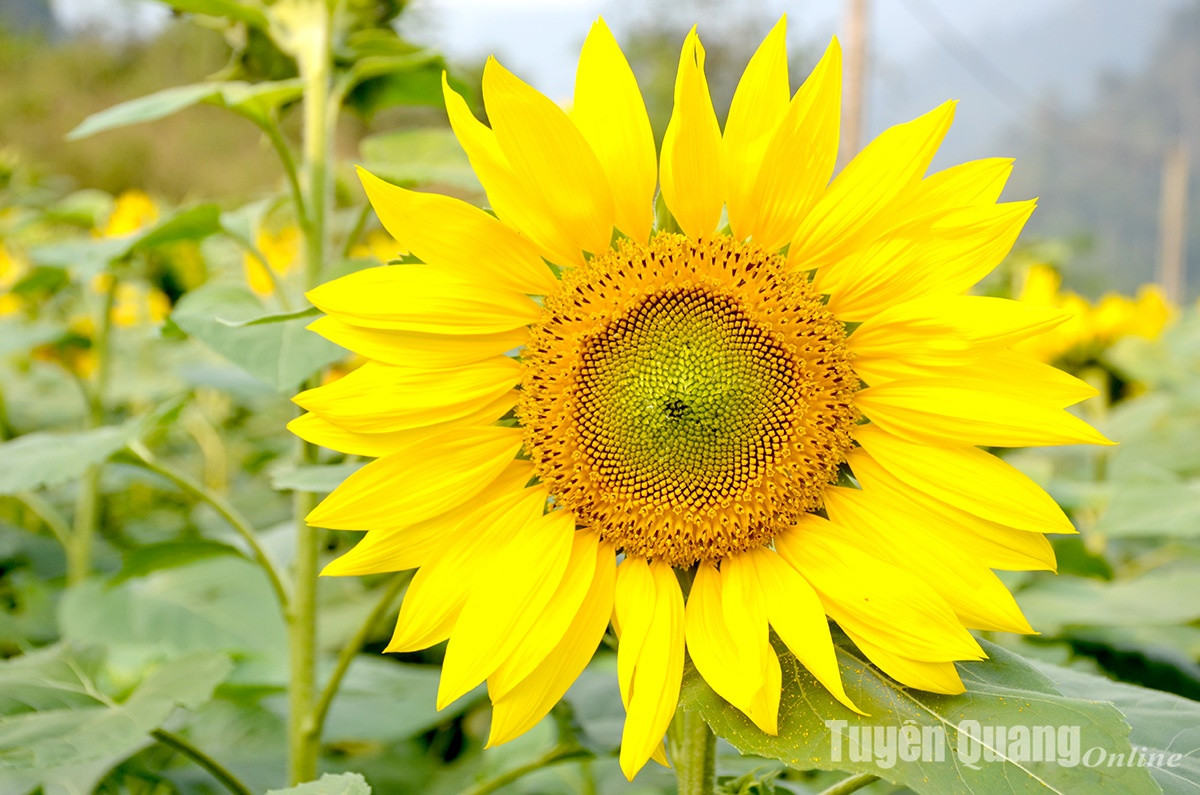 Na Hang: No ro mua huong duong tai Ban Bung, xa Thanh Tuong-Hinh-3