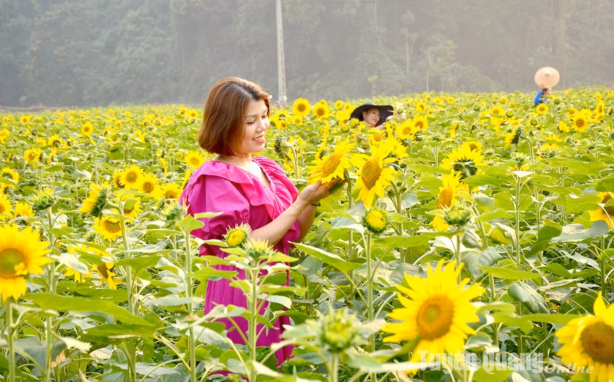 Na Hang: No ro mua huong duong tai Ban Bung, xa Thanh Tuong-Hinh-11