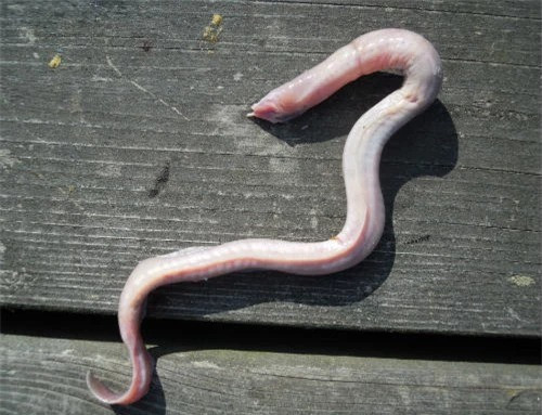 5 su that co the ban chua biet ve ca mut da-Hinh-2