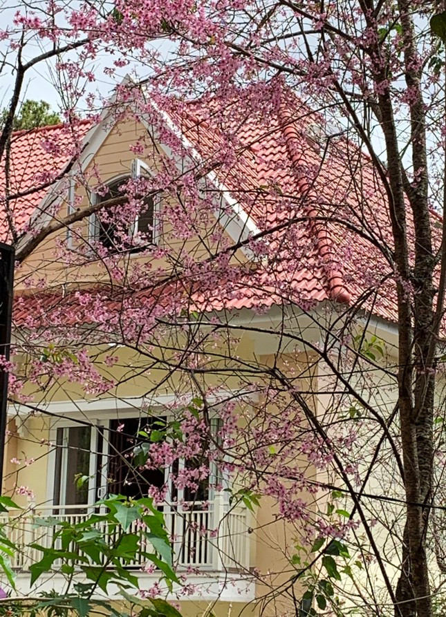 Du khach xep hang dai checkin mai anh dao Da Lat-Hinh-4