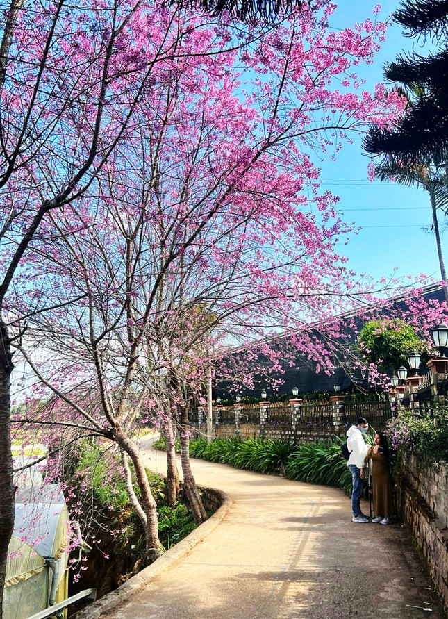 Du khach xep hang dai checkin mai anh dao Da Lat-Hinh-7