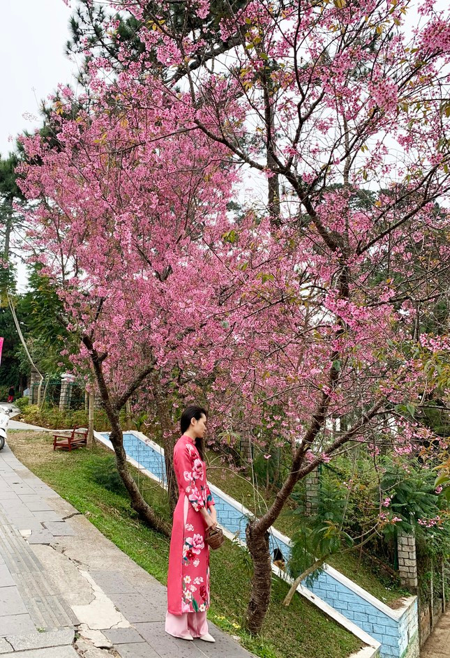 Du khach xep hang dai checkin mai anh dao Da Lat-Hinh-5