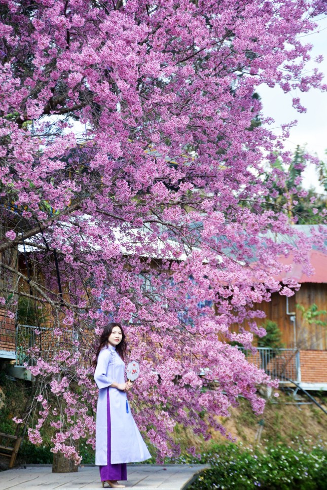 Du khach xep hang dai checkin mai anh dao Da Lat-Hinh-6