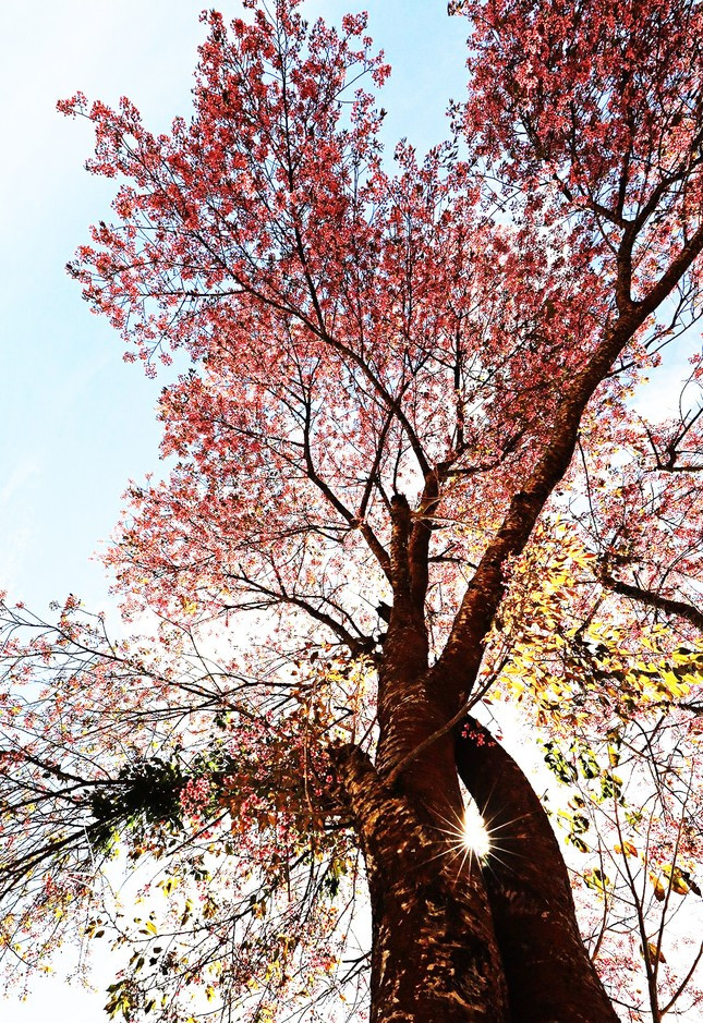 Du khach xep hang dai checkin mai anh dao Da Lat-Hinh-3