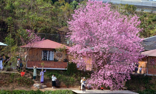 Du khach xep hang dai checkin mai anh dao Da Lat