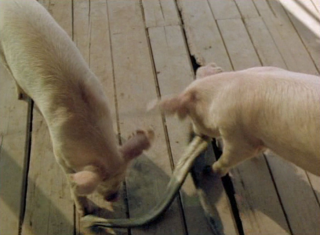 Tai sao ran lai so lon, tham chi bi lon an?-Hinh-3