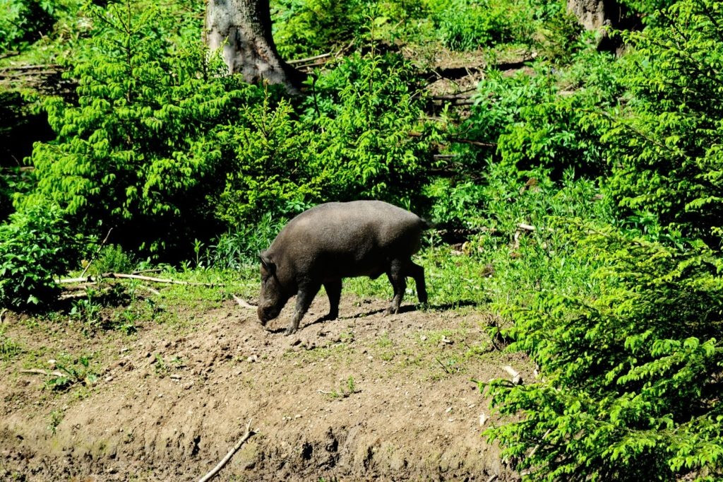 Tai sao ran lai so lon, tham chi bi lon an?