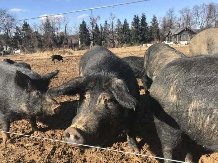 Tai sao ran lai so lon, tham chi bi lon an?-Hinh-5