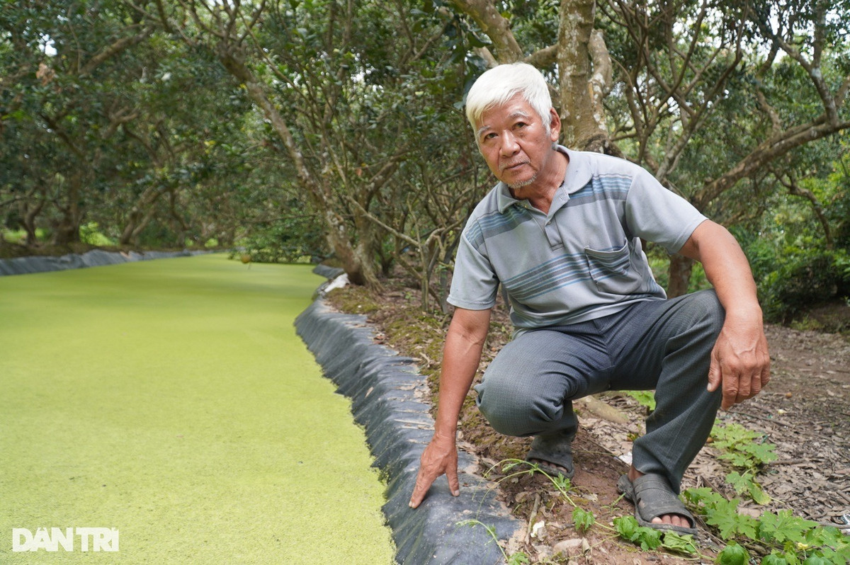 Vườn nhãn nhiễm mặn, lão nông xử lý thu tiền gấp 10 Vuon nhan nhiem man, lao nong xu ly thu tien gap 10