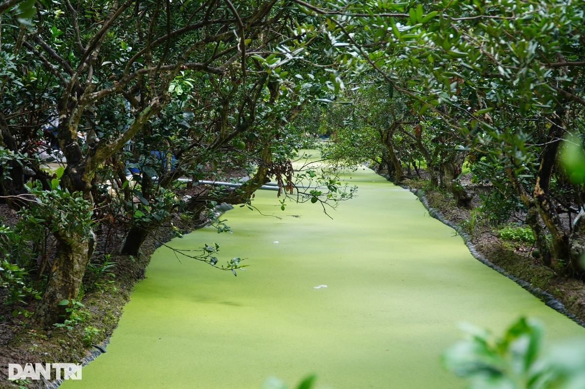 Vườn nhãn nhiễm mặn, lão nông xử lý thu tiền gấp 10 - Hình 3 Vuon nhan nhiem man, lao nong xu ly thu tien gap 10-Hinh-3