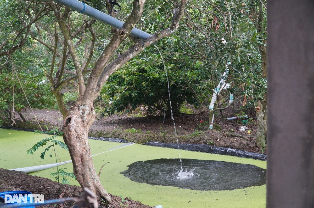 Vườn nhãn nhiễm mặn, lão nông xử lý thu tiền gấp 10 - Hình 2 Vuon nhan nhiem man, lao nong xu ly thu tien gap 10-Hinh-2