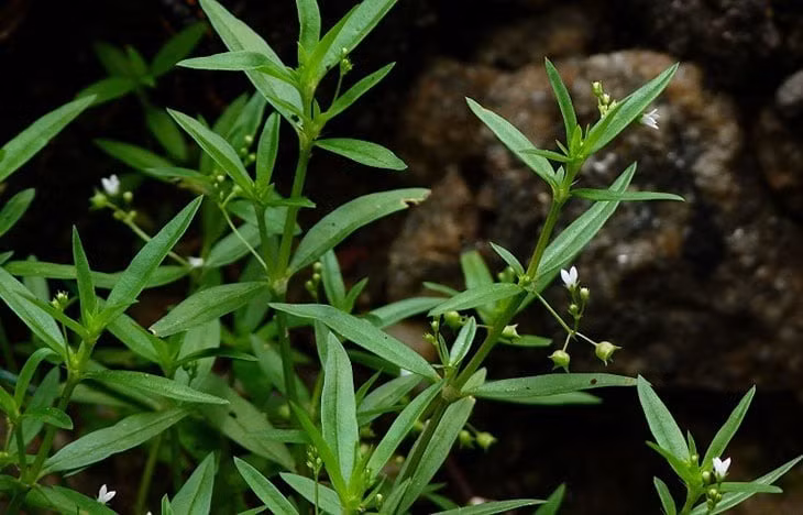 Và tất nhiên cái tên gọi này có nguồn cơn khi bạch hoa xà thiệt thảo phát triển tốt ở nơi ẩm ướt, đến mùa hoa nở trắng xóa, dẫu hoa nhỏ có đài hình giáo nhọn, ống đài hình cầu rất đẹp nhưng mọi người tuyệt đối không nên trồng, vì người xưa bảo rằng ở đâu có hoa này là y như rằng ở đó có rắn. 